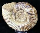 Large Perisphinctes Ammonite - Jurassic #18926-2